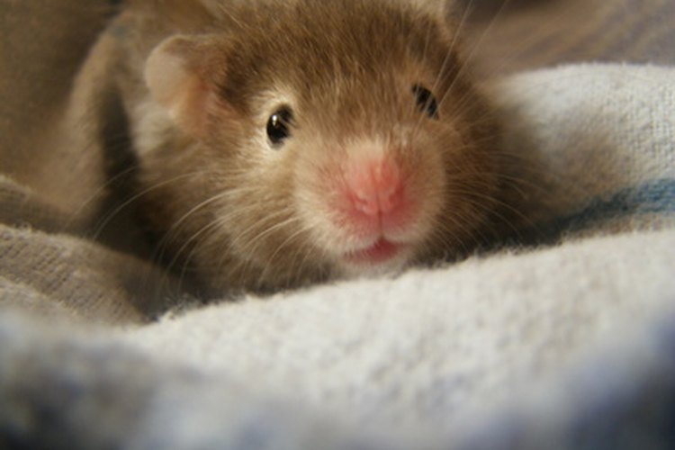 white teddy bear hamsters