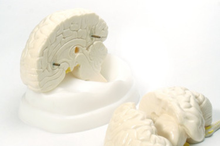 La neurociencia estudia al sistema nervioso, que se extiende hacia el cerebro.