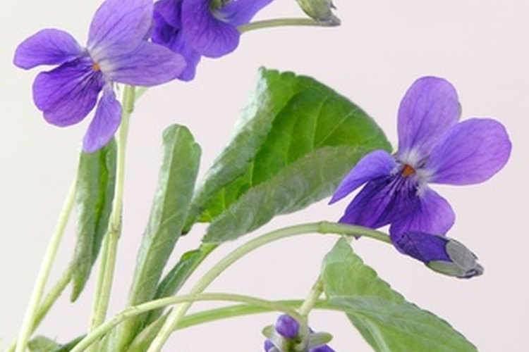 Sweet violet.