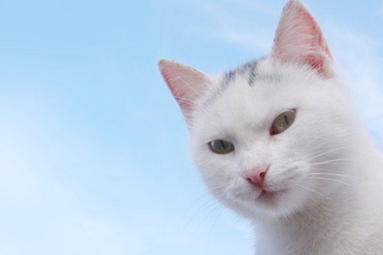 Lavar el gato babeado en agua caliente con jabón es aceptable, pero podría requerir un segundo medicamento.