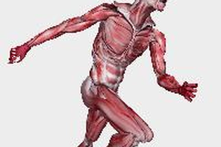 Fibras musculares