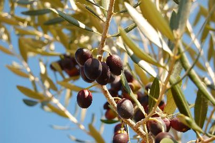 Las aceitunas negras pueden ser parte de una dieta saludable cuando se consumen con moderación
