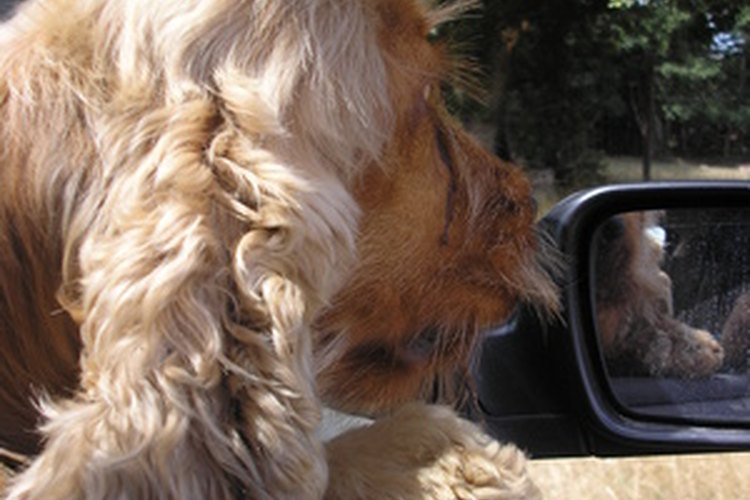 Puedes reducir el malestar de tu perro al viajar en auto.