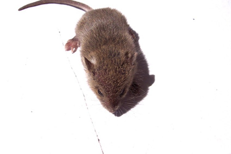 Los ratones pertenecen a la subfamilia Murinae.