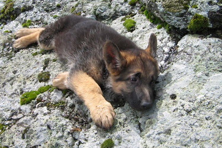 Si tu perro frota un lado de su cabeza con una superficie, es probable que sufra de dolor en los oídos.