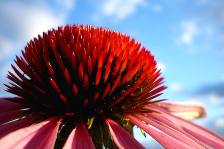 La echinacea es una potente hierba antibacterial.