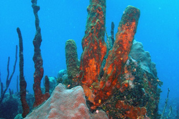 El calcio de coral se extrae principalmente de arrecifes submarinos.