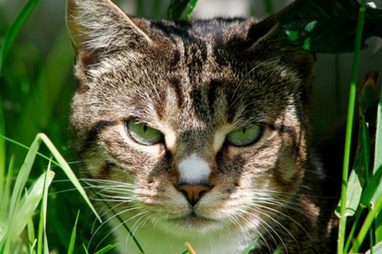 Los alérgenos del interior y del exterior pueden causar comezón e irritación en la piel de los gatos.