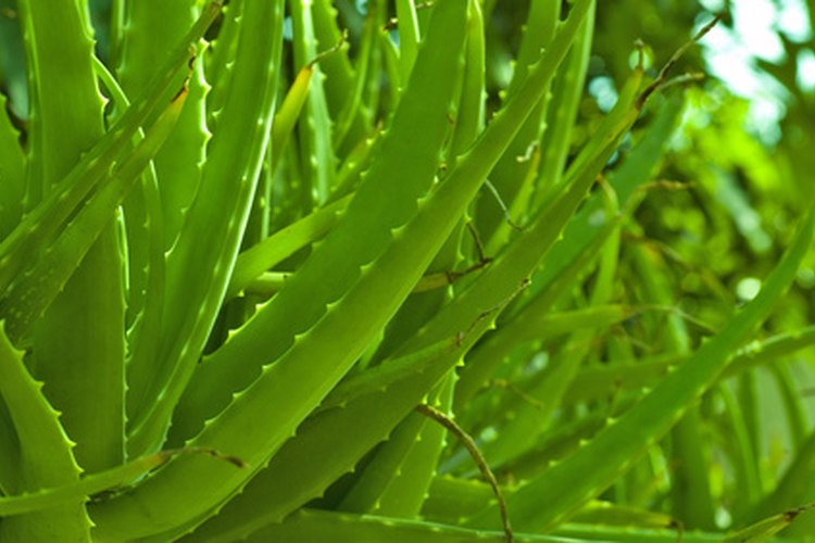El aloe vera cura el acné y las estrías.