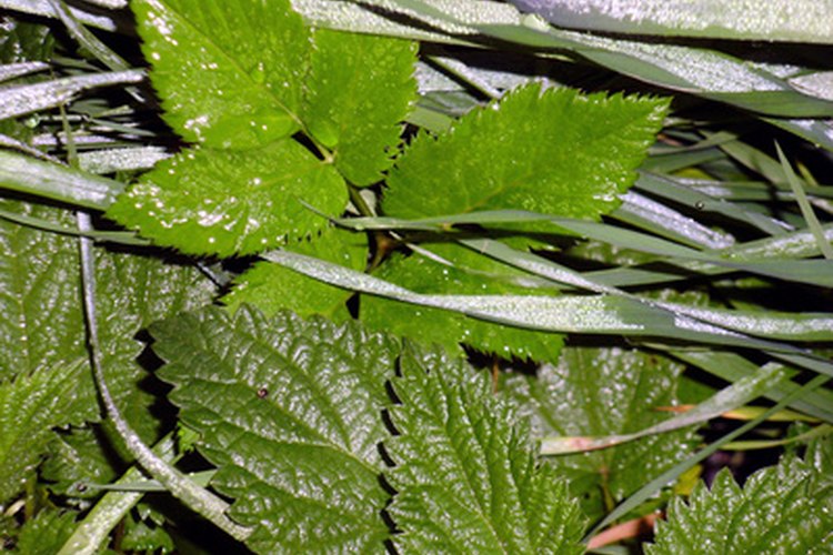 La hoja de ortiga ofrece muchos beneficios medicinales.