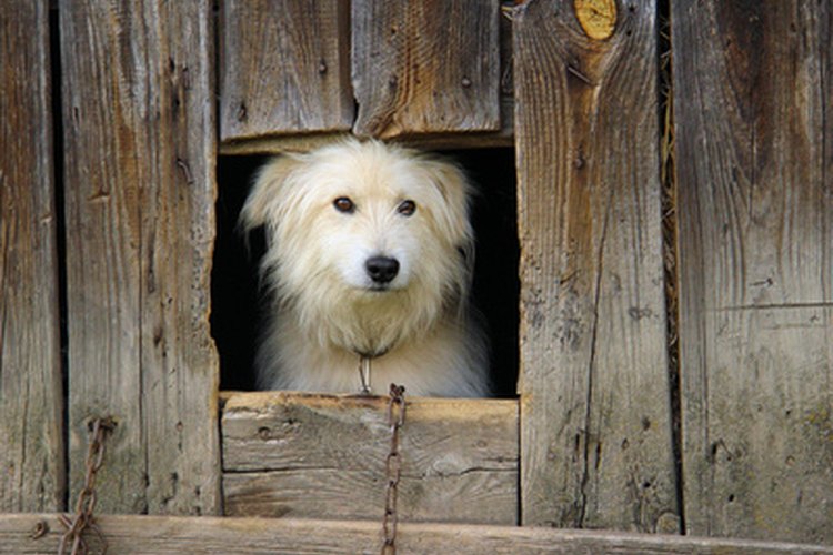 Los perros que han contraído brucelosis deben permanecer en cuarentena para evitar que se esparzan bacterias contagiosas a otros animales y humanos.