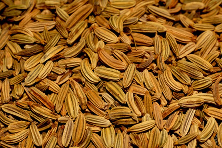 La semilla de hinojo hace un té aromático potente.