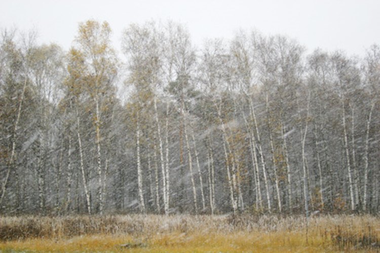 Lluvias fuertes