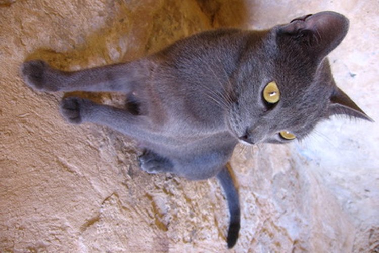 Debes conocer las enfermedades que podrían afectar a tu gato.
