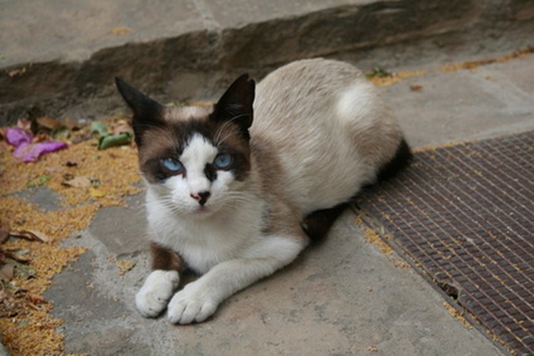 Un ataque repentino de babeo o espuma en la boca puede hacer entrar en pánico al gato y al dueño así que asegúrate de tener el número de teléfono del veterinario a mano.