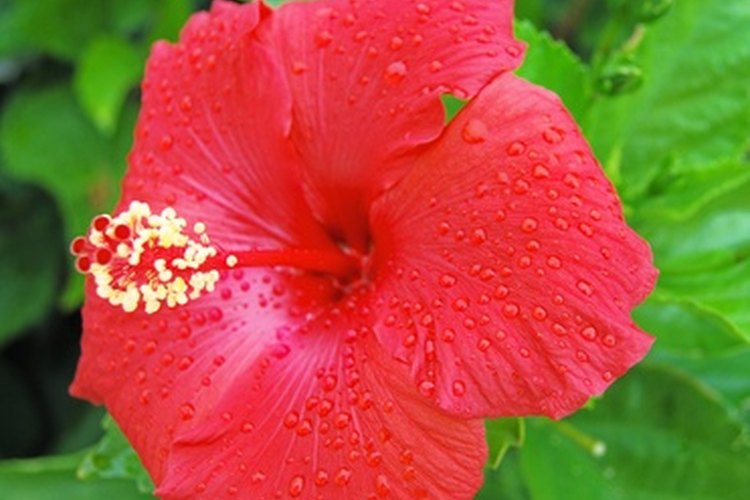 El té de hibisco puede interferir en la actividad hormonal durante el primer trimestre de embarazo.