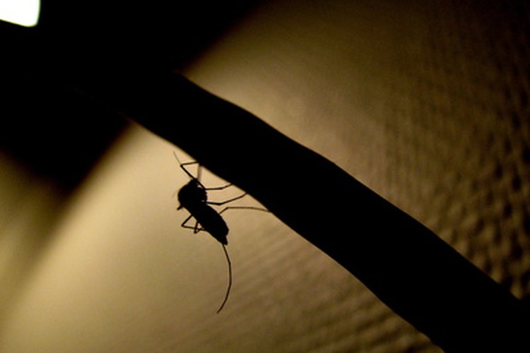 Puedes reducir la hinchazón cerca del ojo por una picadura de mosquito.