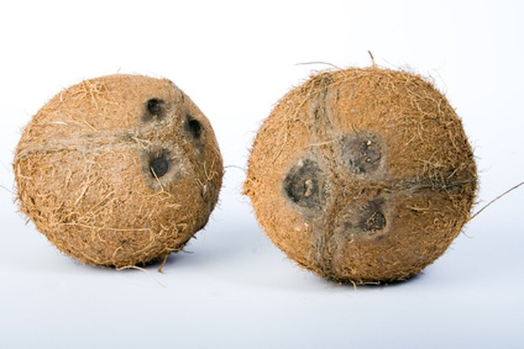 Los cocos crecen en climas tropicales en palmeras.