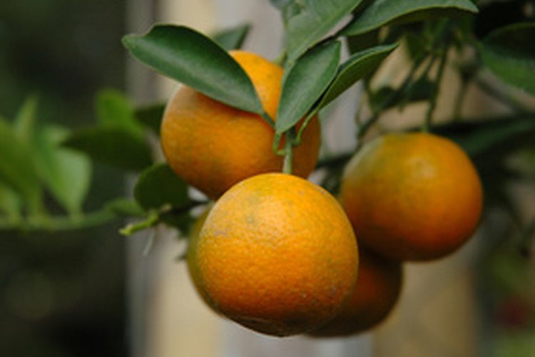 Los suplementos de naranja amarga pueden tener potenciales efectos secundarios que atenten contra la vida.