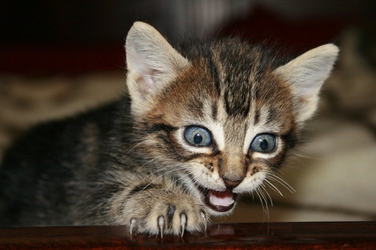 La causa más común del babeo en los gatos es la irritación oral.