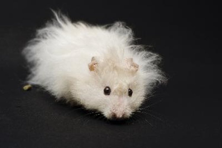 Male long haired teddy hotsell bear hamster