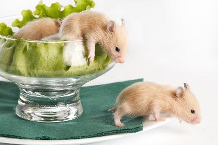 Hamster Life Cycle: Different Stages in their life