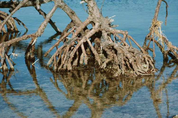Las raíces absorben el agua del suelo circundante por ósmosis.