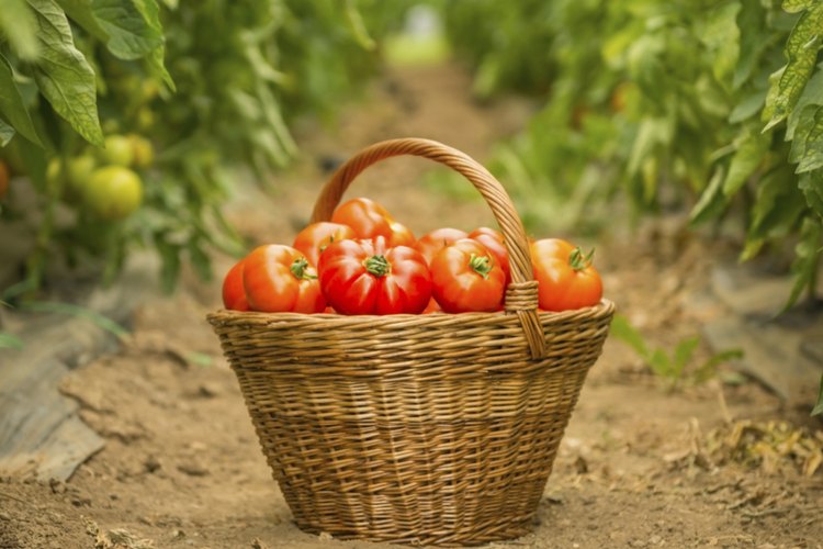 Canasta de tomates en el campo.