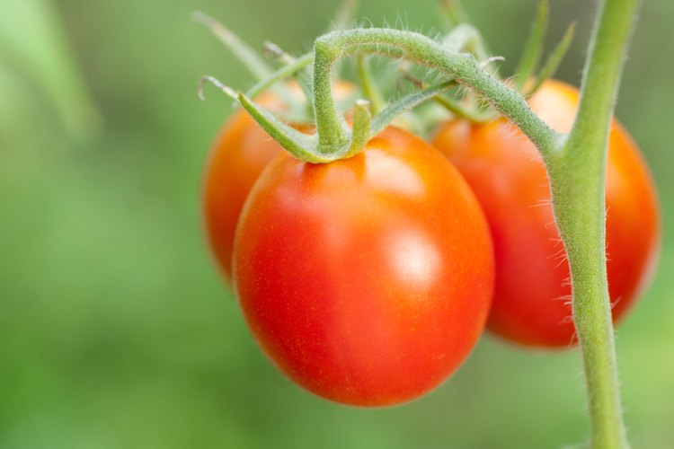 Tomates en la vid.