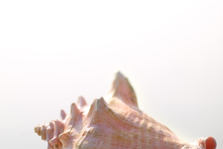 En los Cayos de Florida y las Bahamas, el caracol crudo es una delicadeza.
