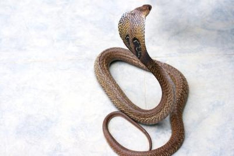 What Is the King Cobras Life Span? - Pets on Mom.com