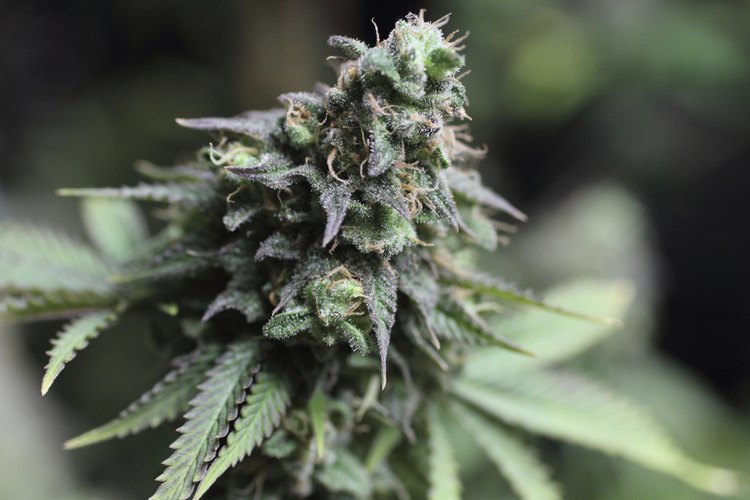 Marihuana.