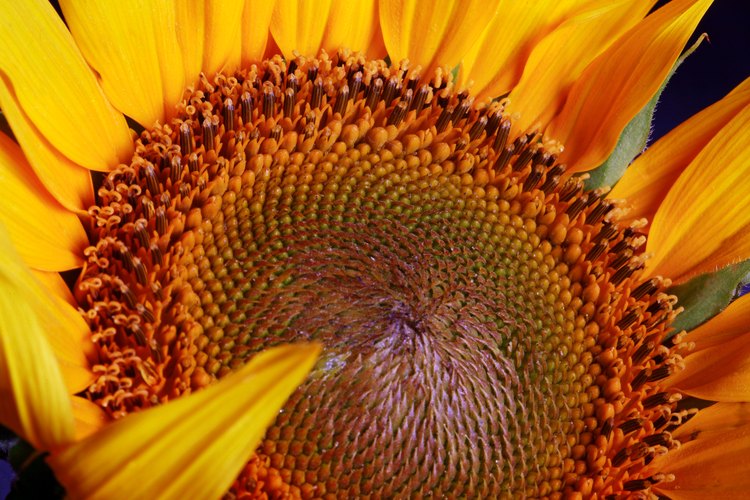 Las semillas de girasol también contienen cantidades significativas de cobre, zinc, hierro y fibra.