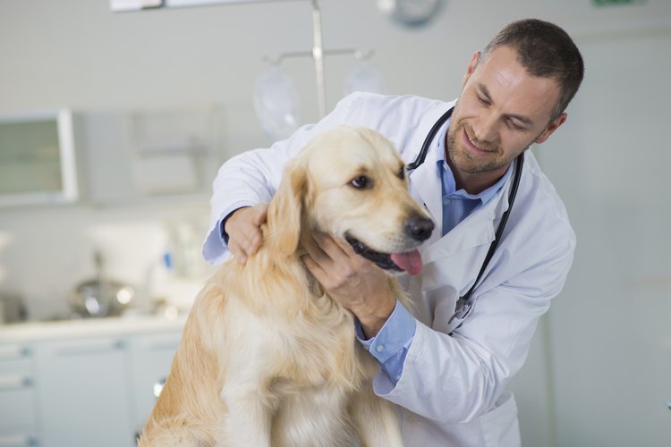 How to Recognize and Treat Cuterebra Infestation in Dogs | Pets on Mom.com