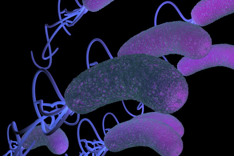 Ilustración de H. Pylori.