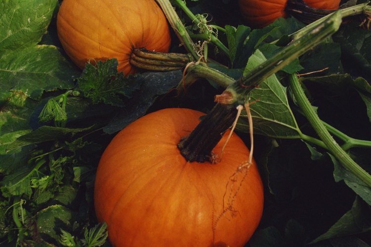 Elge una calabaza firme que aún tenga tallo para garantizar el sabor más fresco.