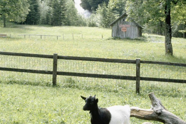 How Much Land to Keep Goats? | Pets on Mom.com