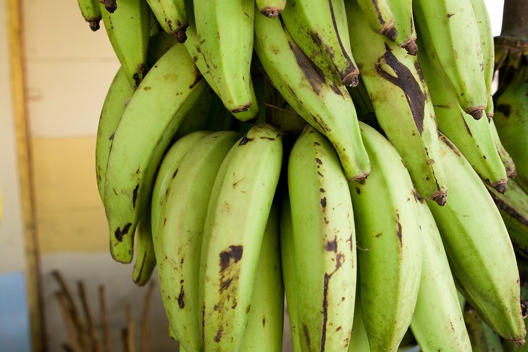 Los plátanos son una de las pocas frutas que contienen cantidades significativas de almidón.
