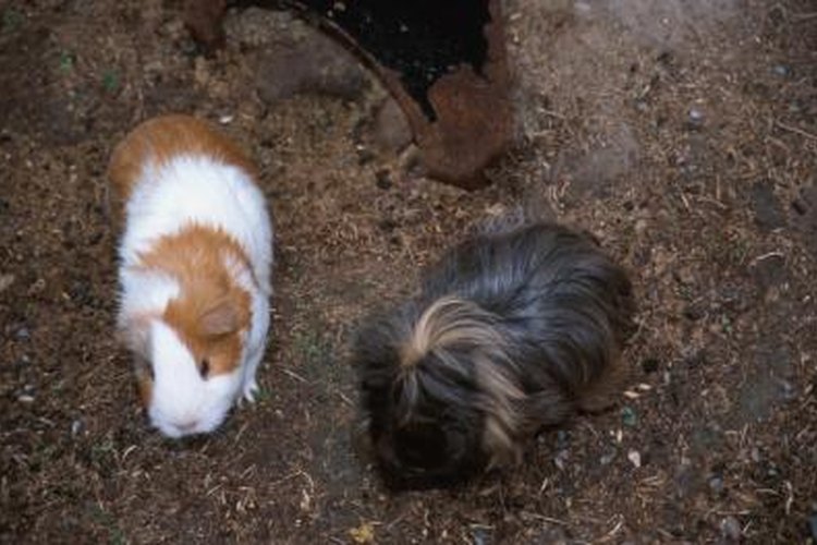 Guinea Pig Age is Important. How Old is Mine?