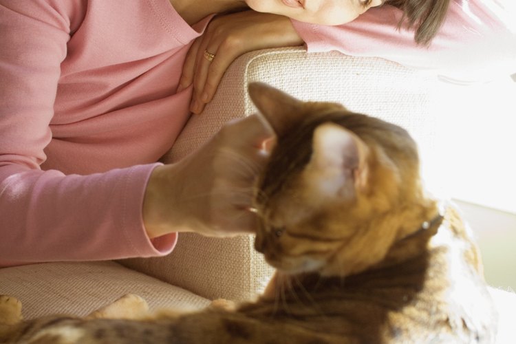 Si tu gato tiene picazón, manchas costrosas debajo de su pelaje, puede que esté padeciendo una grave enfermedad de la piel.