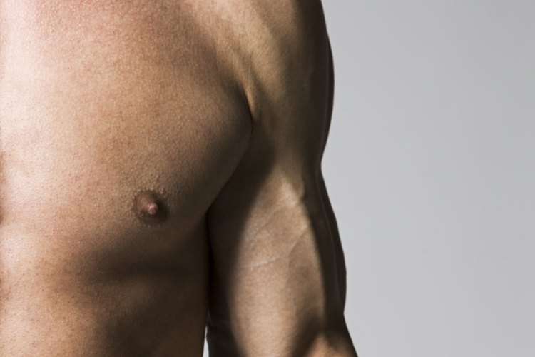 Los músculos de los pectorales actúan en la articulación del hombro.
