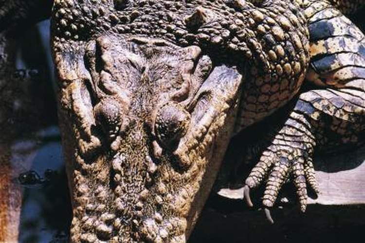 Crocodile skin, in natural colors