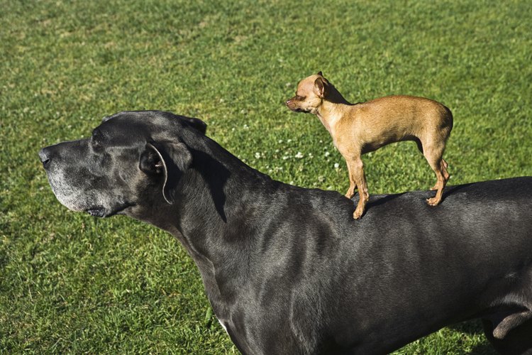 Diferentes animales tienen similitudes en su sistema tegumentario.