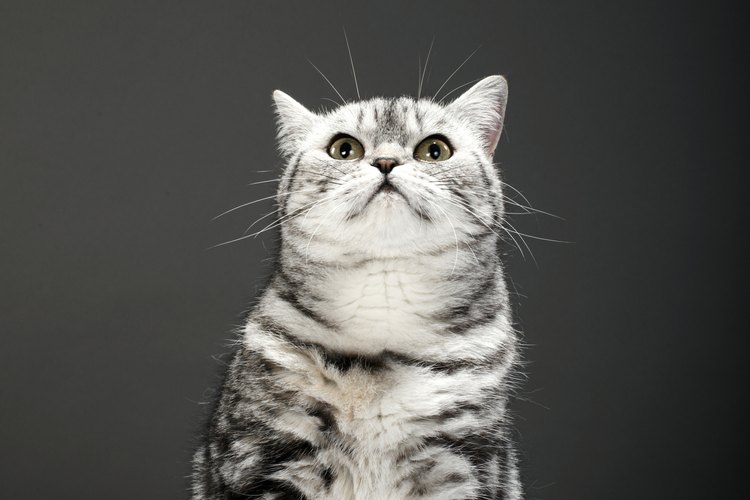 Lleva a tu gato al veterinario para que trate los abscesos.