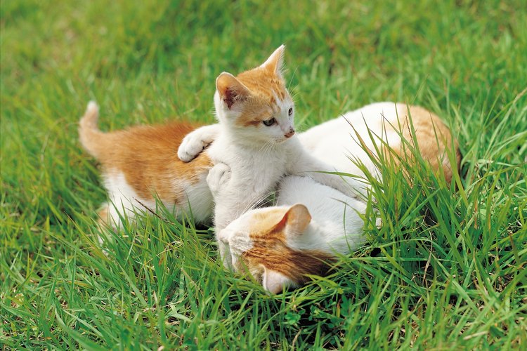 La hepatitis es contagiada cuando un gato saludable tiene contacto con sangre o heces de un gato infectado.