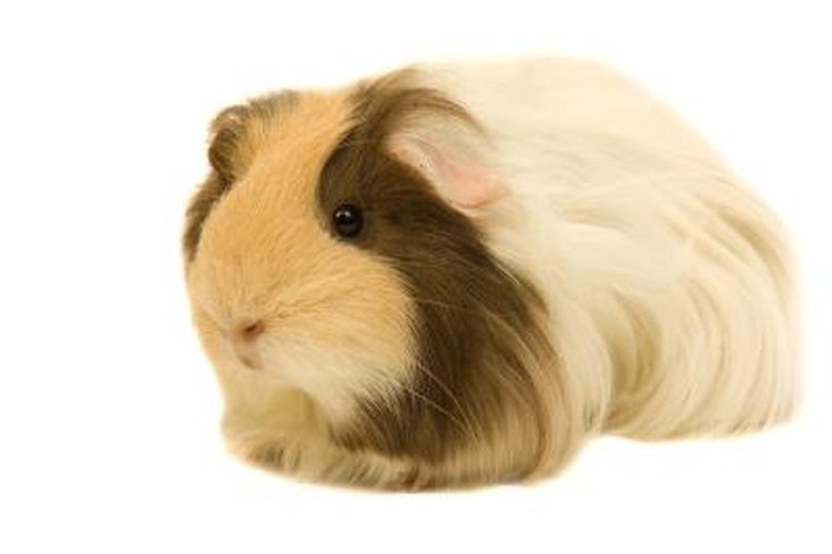 Морская свинка боком. Silkie Guinea Pig. Морская Свинка розеточная. Дети морских свинок. Морская Свинка без фона.