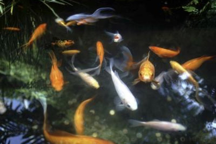 Oranda Goldfish Care Guide & Species Profile