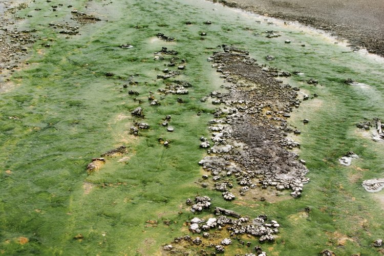 Las algas verde azuladas pueden ser tanto productoras como no productoras de toxinas, en función del tipo de algas verde azuladas.