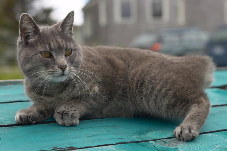 No le des diazepam a una gata preñada, o que se sospecha está embarazada o una madre lactante.