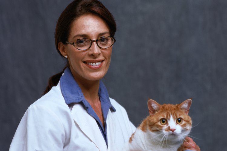 Sigue las instrucciones del veterinario sobre cómo cuidar a tu gato en casa.